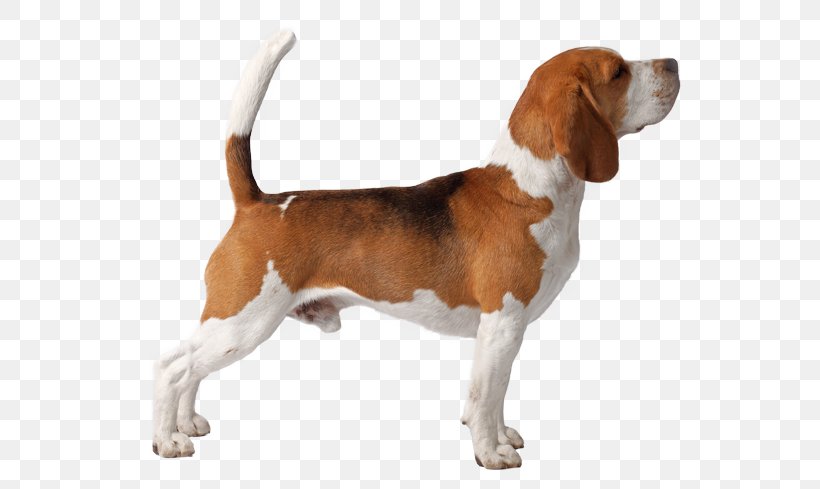 Beagle-Harrier English Foxhound Grand Anglo-Français Tricolore American Foxhound, PNG, 567x489px, Beagleharrier, American Foxhound, Beagle, Beagle Harrier, Breed Download Free