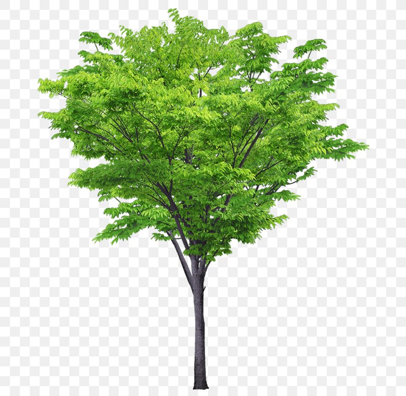 Tree Plant Shrub, PNG, 690x800px, Tree, Branch, Cottonwood, Landscape, Landscape Architecture Download Free