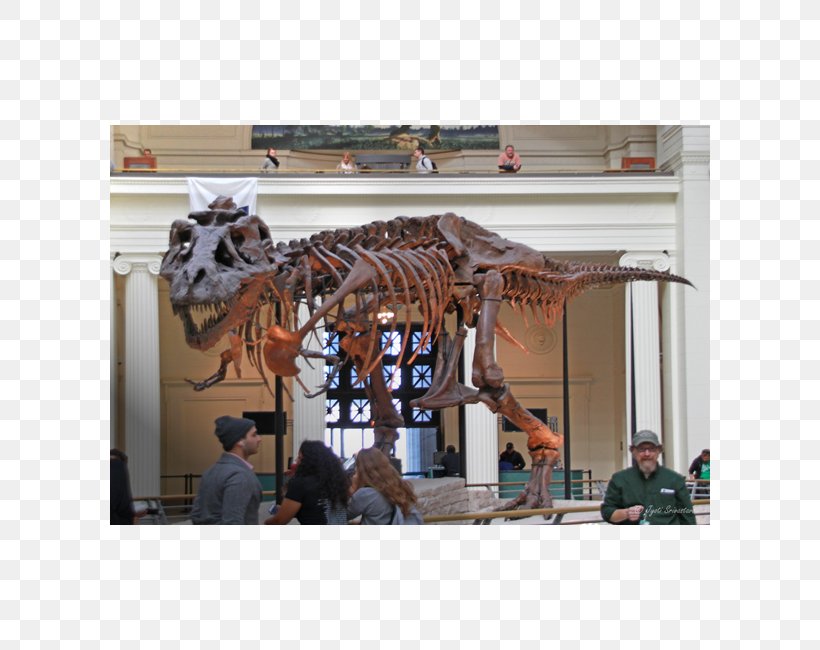 Tyrannosaurus Field Museum Of Natural History Sue Dinosaur, PNG, 650x650px, Tyrannosaurus, Art, Art Museum, Bone, Chicago Download Free