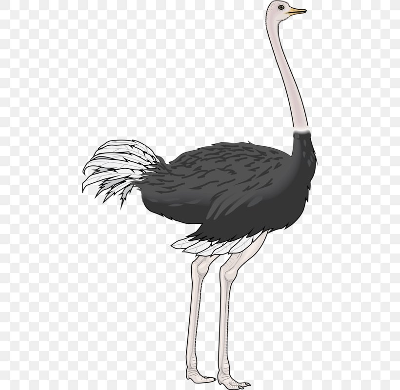 Common Ostrich Bird Drawing Clip Art, PNG, 484x800px, Common Ostrich, Animal, Beak, Bird, Black And White Download Free