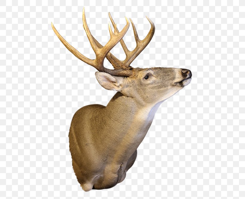 Elk White-tailed Deer Moose Antler, PNG, 500x667px, Elk, Antler, Boat, Business, Deer Download Free