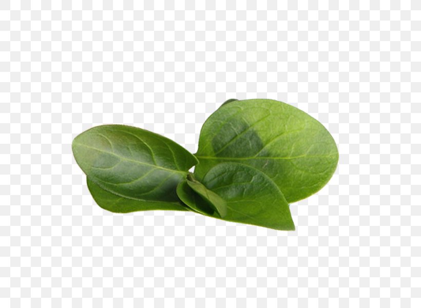 Green Tea Matcha Leaf, PNG, 600x600px, Tea, Green, Green Tea, Leaf, Matcha Download Free