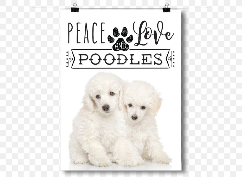 Miniature Poodle Toy Poodle Maltese Dog Puppy, PNG, 600x600px, Miniature Poodle, Animal, Breed, Carnivoran, Chihuahua Download Free