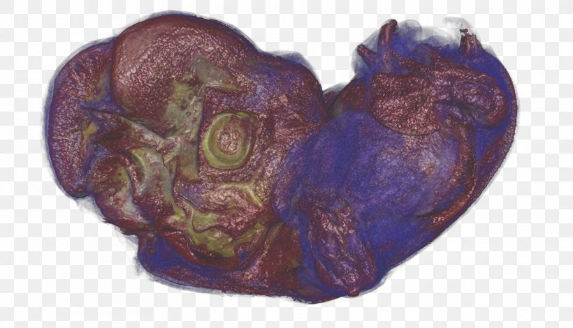 Purple Organism Heart, PNG, 1920x1101px, Watercolor, Cartoon, Flower, Frame, Heart Download Free