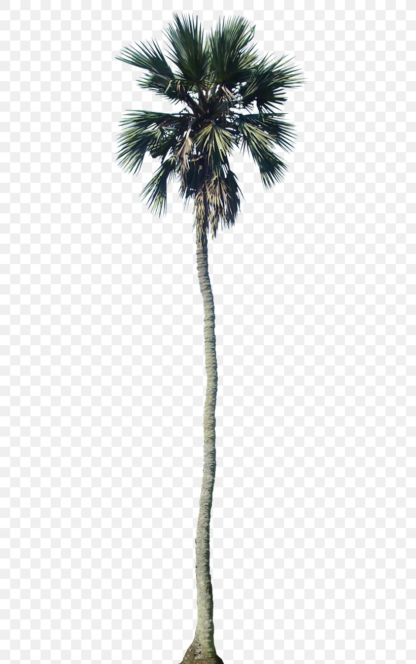 Arecaceae California Palm Tree Dypsis Decaryi, PNG, 405x1308px, Arecaceae, Architectural Rendering, Architecture, Arecales, Attalea Speciosa Download Free