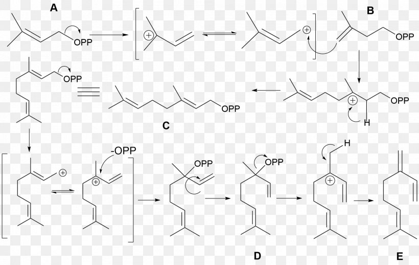 Myrcene Dimethylallyl Pyrophosphate Geranyl Pyrophosphate Monoterpene Diene, PNG, 1975x1248px, Myrcene, Alkene, Area, Auto Part, Black And White Download Free