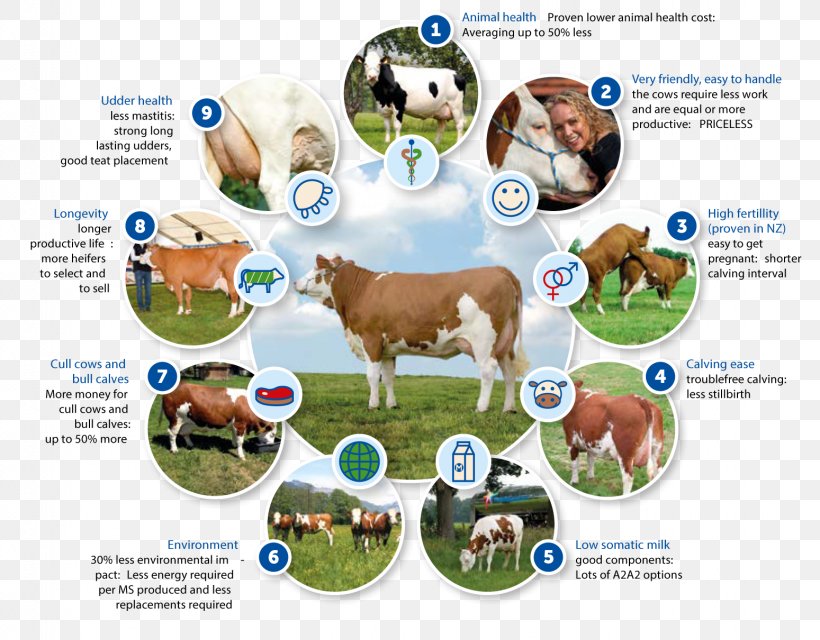 Simmental Cattle Genetics Breeding Program Food, PNG, 1549x1210px, Simmental Cattle, Advertising, Bavaria, Breed, Breeding Program Download Free