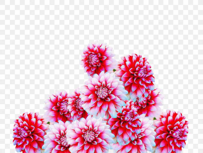 Floral Design, PNG, 956x720px, Chrysanthemum, Biology, Cut Flowers, Floral Design, Flower Download Free