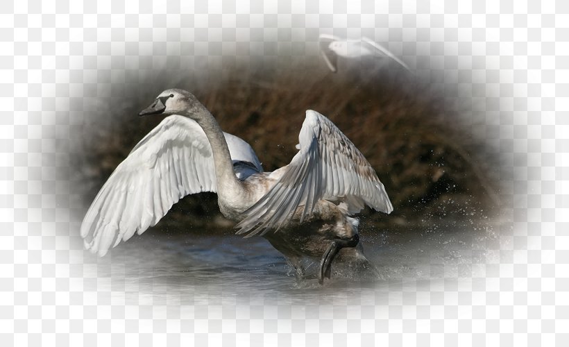 Mute Swan Goose Bird Duck Wing, PNG, 800x500px, Mute Swan, Angel, Anserinae, Bird, Cygnini Download Free