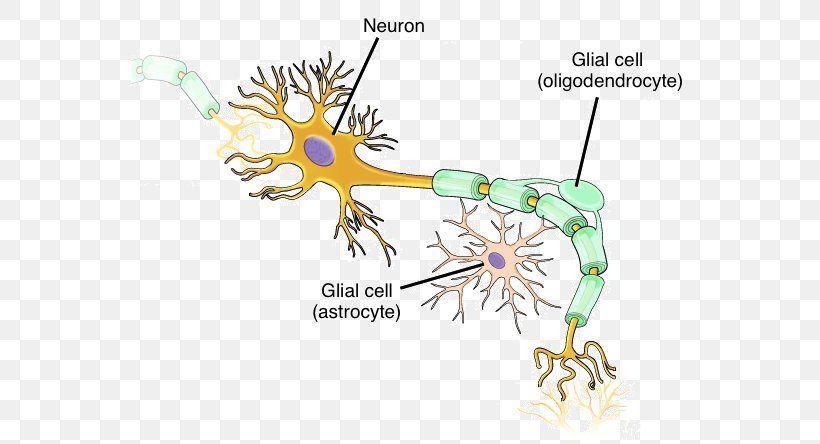 Neuron Nervous System Cell Neuroglia Nervous Tissue, PNG, 566x444px, Watercolor, Cartoon, Flower, Frame, Heart Download Free