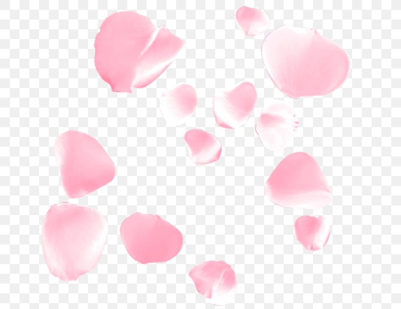 Petal Flower Beach Rose Google Images, PNG, 800x632px, Petal, Beach Rose, Blossom, Damask Rose, Flower Download Free