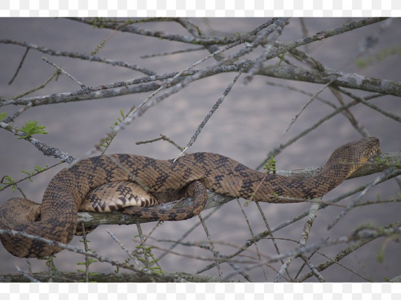 Snake Alligator Crocodile Animal Massasauga, PNG, 1018x763px, Snake, Agama, Alligator, Animal, Bone Download Free