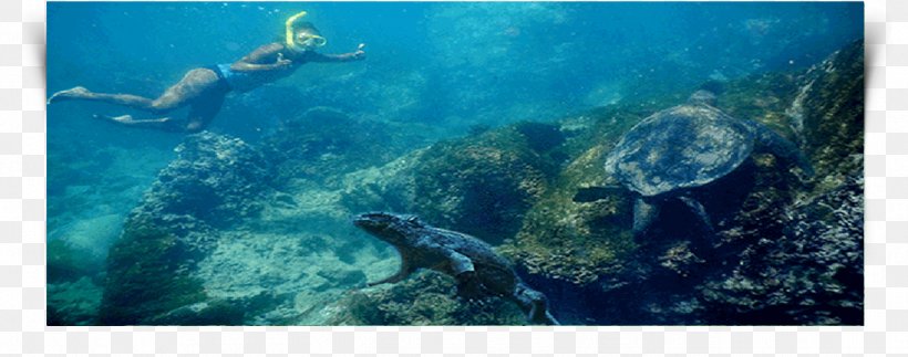 Loggerhead Sea Turtle Coral Reef Underwater, PNG, 1288x508px, Loggerhead Sea Turtle, Aquanaut, Biology, Coral, Coral Reef Download Free