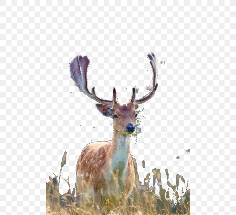 White-tailed Deer Elk Antler, PNG, 500x750px, Whitetailed Deer, Animal, Antler, Deer, Elk Download Free