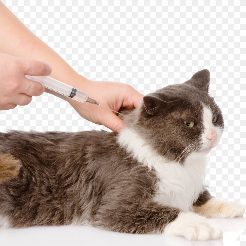 Cat Dog Vaccine Feline Vaccination, PNG, 2836x2832px, Cat, Canine