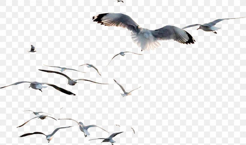 Crane Bird, PNG, 1295x766px, Gulls, Animal Migration, Beak, Bird, Bird Migration Download Free