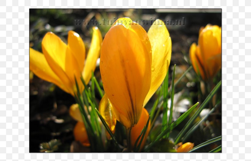 Crocus Yellow Color Grey Plant, PNG, 700x525px, Crocus, Closeup, Color, Computer, Flora Download Free