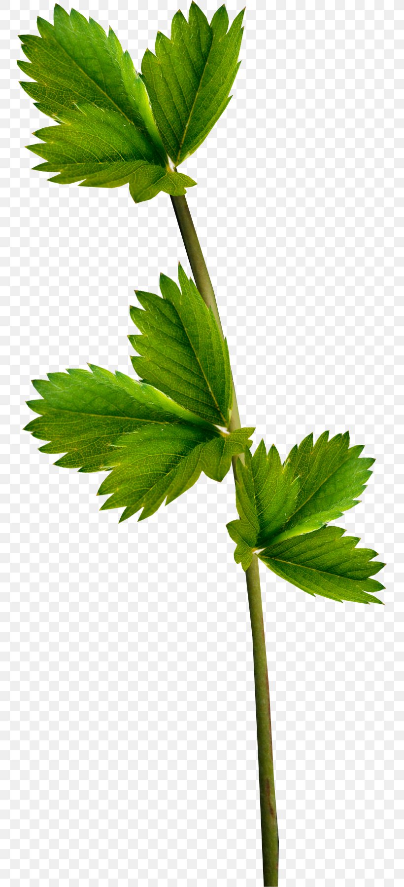 Leaf Plant Clip Art, PNG, 753x1797px, Leaf, Branch, Flower, Green, Hemp Download Free