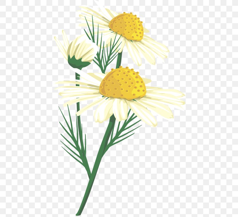 Oxeye Daisy Chrysanthemum Floral Design Roman Chamomile Cut Flowers, PNG, 460x750px, Oxeye Daisy, Chamaemelum Nobile, Chamomiles, Chrysanthemum, Chrysanths Download Free