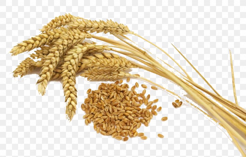 Wheat Belly: Lose The Wheat, Lose The Weight, And Find Your Path Back To Health Common Wheat Rice Whole Grain Wheat Flour, PNG, 1600x1024px, Common Wheat, Avena, Bran, Cereal, Cereal Germ Download Free
