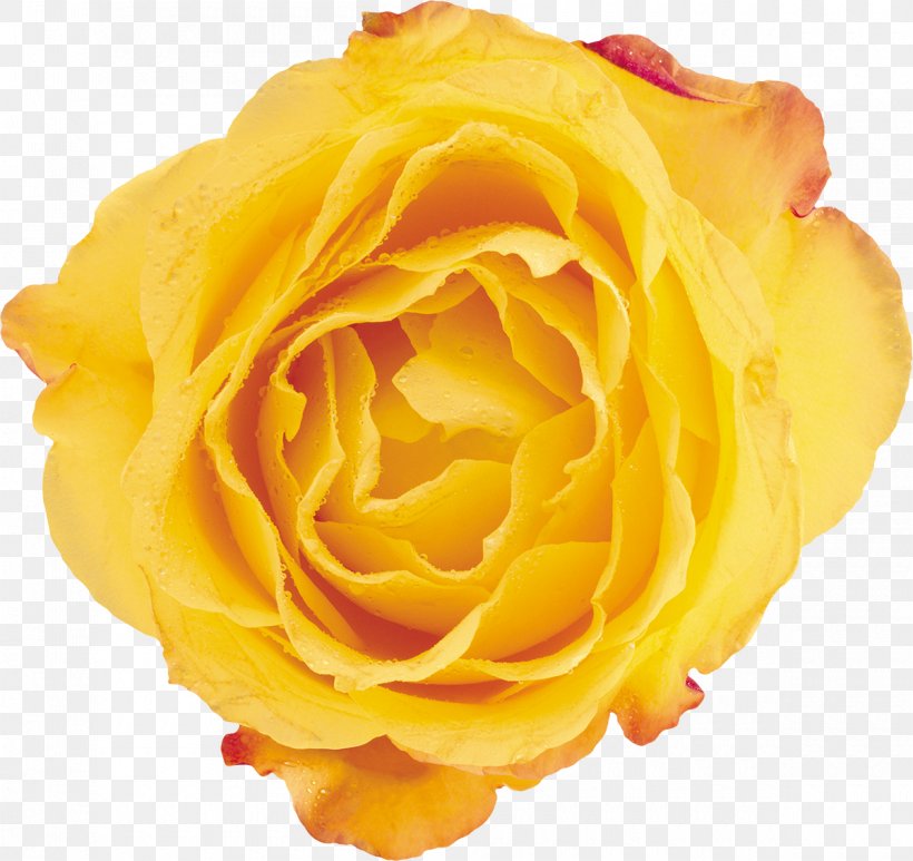 Beach Rose Yellow Flower Petal Garden Roses, PNG, 1200x1132px, Beach Rose, Centifolia Roses, Close Up, Color, Cut Flowers Download Free