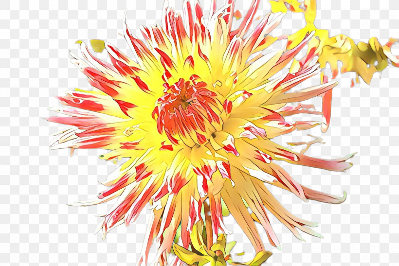 Flower Plant Petal Herbaceous Plant Protea Family, PNG, 2448x1635px, Flower, Herbaceous Plant, Petal, Plant, Protea Family Download Free