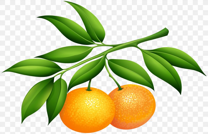 Soft Drink Lemonsoda Tangerine Clip Art, PNG, 8000x5154px, Orange Juice, Bitter Orange, Calamondin, Citrus, Clementine Download Free