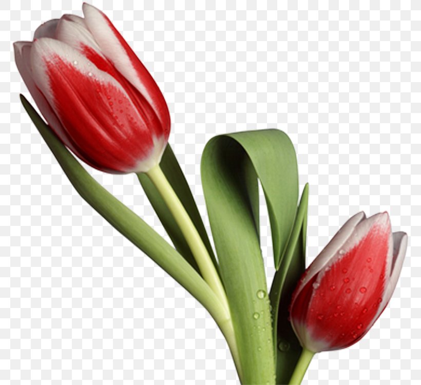 Tulip, PNG, 775x750px, Flower, Cut Flowers, Flower Bouquet, Flowering Plant, Lily Family Download Free