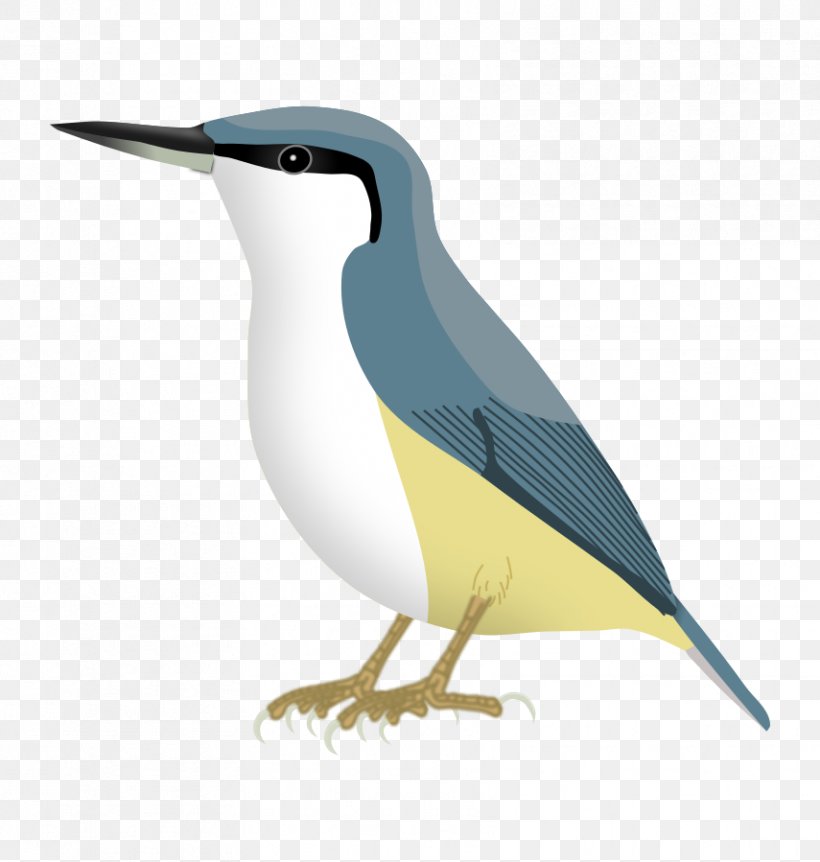 Bird Eurasian Nuthatch Beak Eastern Rock Nuthatch Blue Nuthatch, PNG, 855x899px, Bird, Animal, Beak, Blue Nuthatch, Brownheaded Nuthatch Download Free