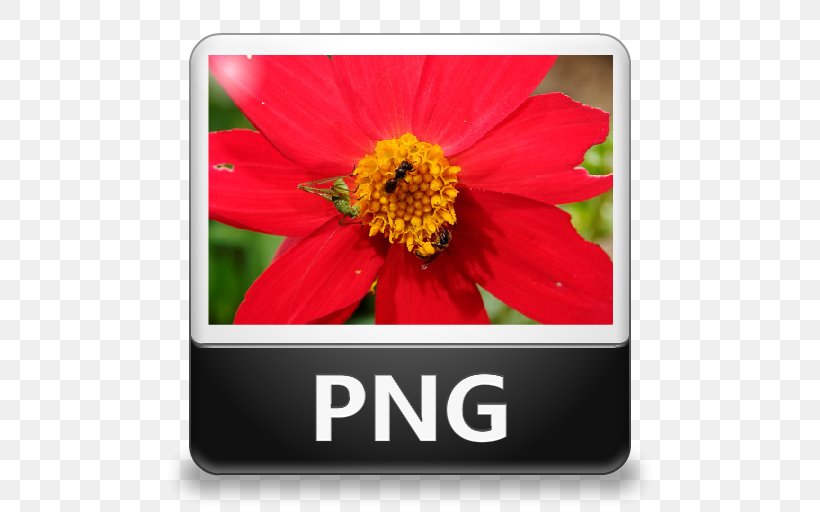 JPEG File Interchange Format, PNG, 512x512px, Jpeg File Interchange Format, Com File, Daisy Family, Data Recovery, Flora Download Free