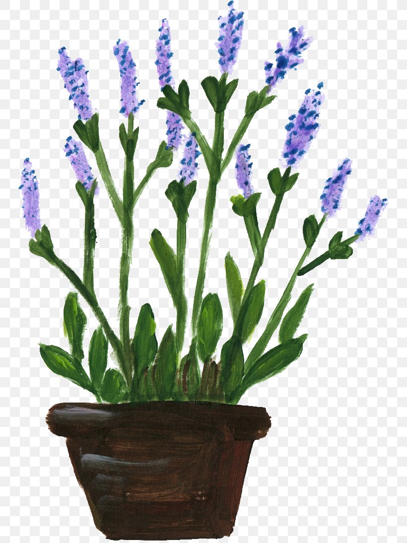 English Lavender Lavandula Dentata French Lavender Flowerpot, PNG, 746x1094px, English Lavender, Cut Flowers, Flower, Flowering Plant, Flowerpot Download Free