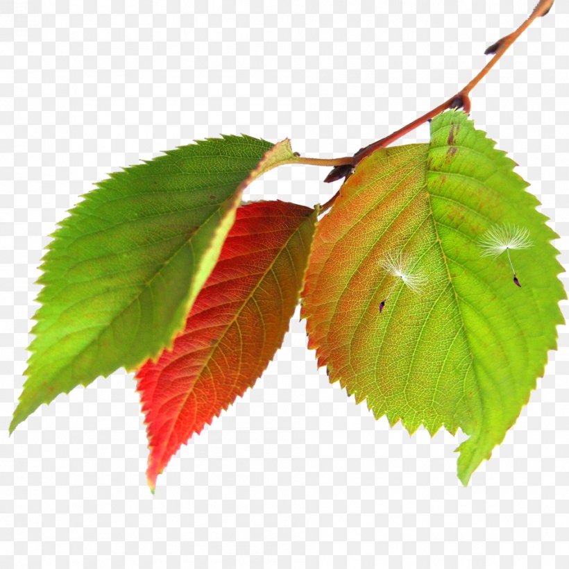 Maple Leaf Autumn, PNG, 945x945px, Leaf, Autumn, Deciduous, Drawing, Google Images Download Free