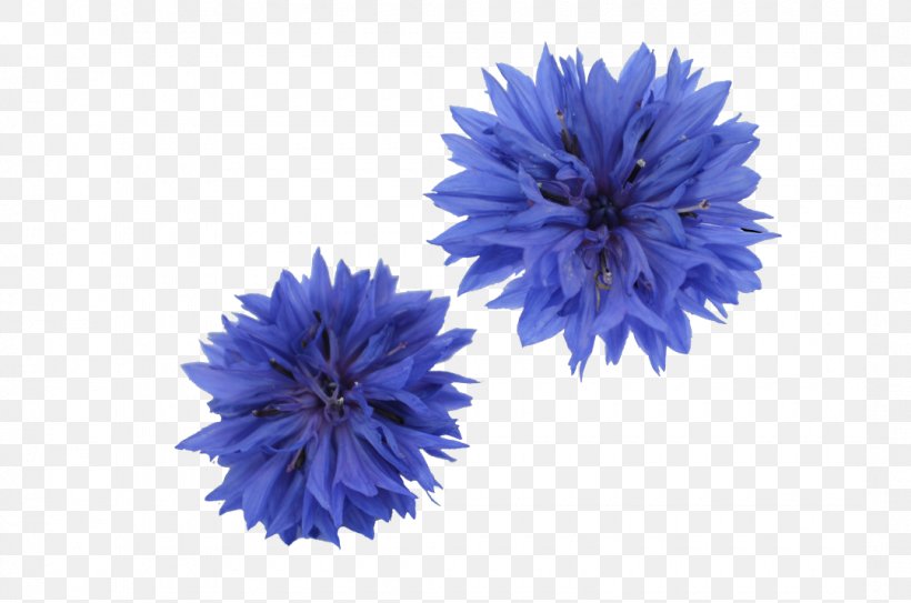 Cornflower Dianthus Cut Flowers Common Sunflower, PNG, 1080x716px, Flower, Aster, Blue, Calendula Officinalis, Cobalt Blue Download Free