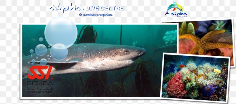 Fish Aquarium Marine Biology Sodwana Bay Underwater, PNG, 1168x519px, Fish, Advertising, Alpha Dive Centre, Aquarium, Biology Download Free