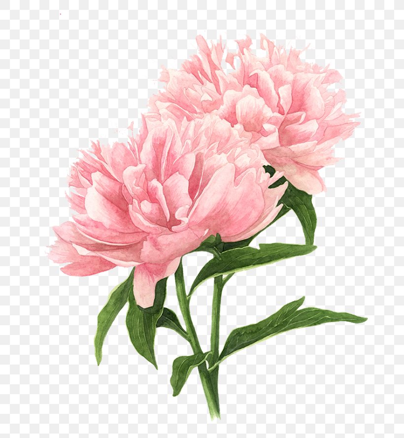 Peony Drawing Watercolor Painting Pink Flowers, PNG, 700x889px, Peony ...