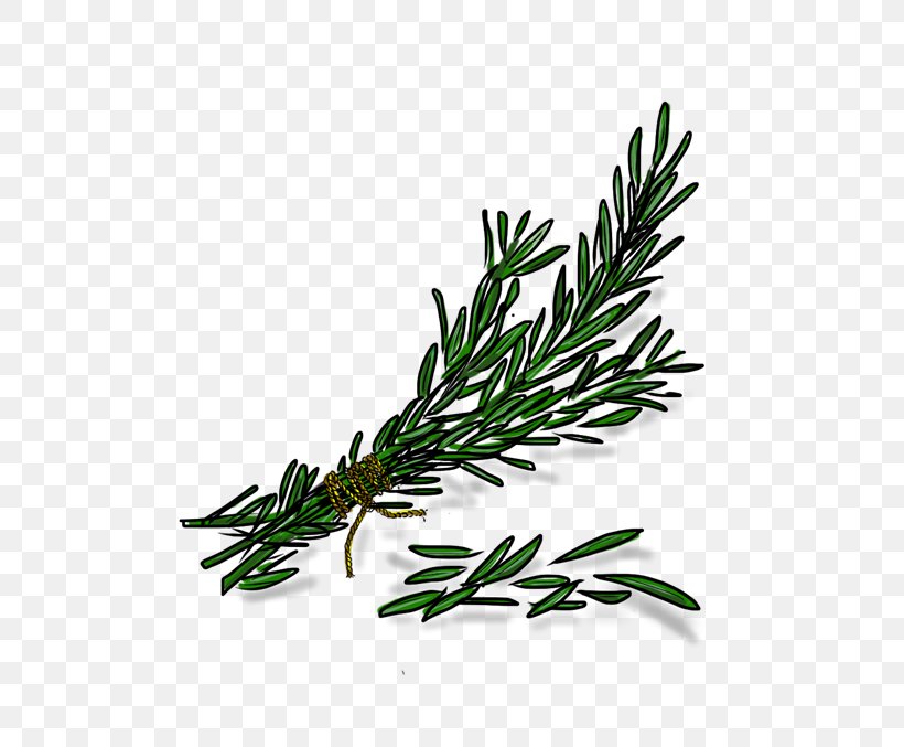 Twig Plant Stem Herbalism Rosemary, PNG, 715x677px, Twig, Branch, Grass, Herb, Herbalism Download Free