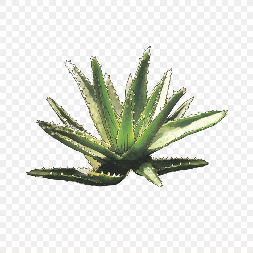Aloe Plant Euclidean Vector, PNG, 1773x1773px, Aloe, Agave, Color, Element, Gratis Download Free