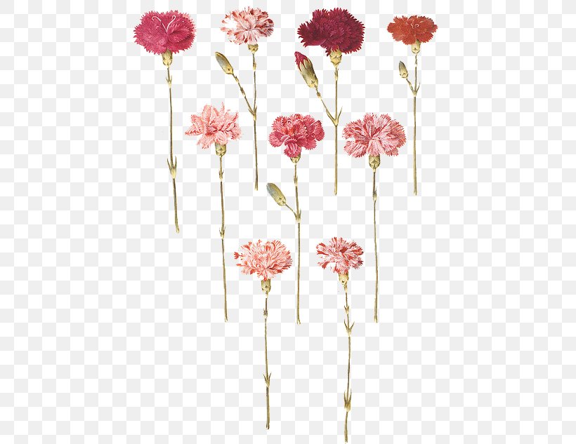 Carnation Flower Floral Design Gottorfer Codex Tattoo, PNG, 457x633px, Carnation, Art, Artificial Flower, Birth Flower, Botanical Illustration Download Free