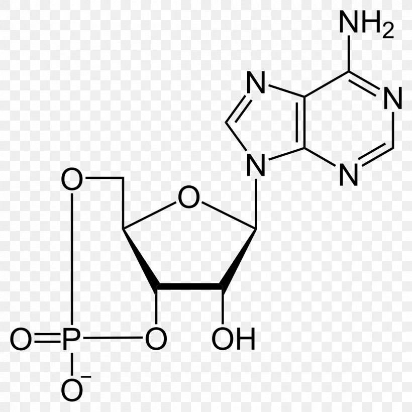 Cyclic Adenosine Monophosphate Adenosine Triphosphate Energy Chemical Bond, PNG, 1200x1200px, Cyclic Adenosine Monophosphate, Activation Energy, Adenosine, Adenosine Diphosphate, Adenosine Monophosphate Download Free