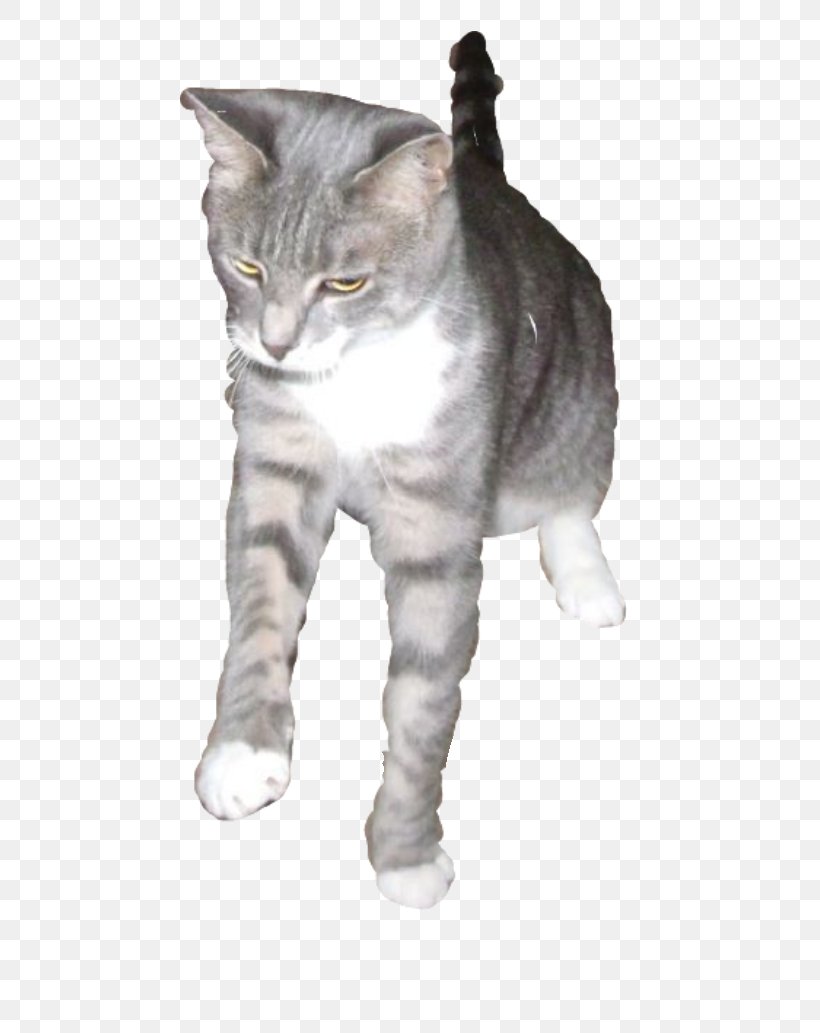 European Shorthair American Shorthair American Wirehair California Spangled Whiskers, PNG, 719x1033px, European Shorthair, American Shorthair, American Wirehair, Asian, British Shorthair Download Free
