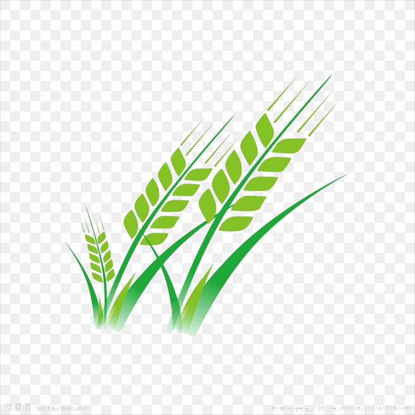 Wheat, PNG, 1024x1024px, Wheat, Computer Graphics, Ear, Grass, Grass Family Download Free