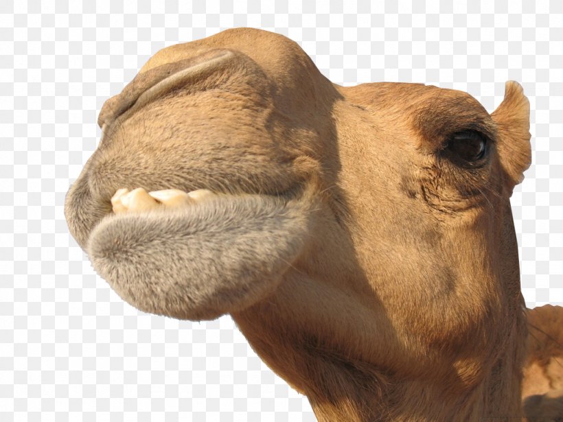 Whole Stuffed Camel Milk Camelids Desert, PNG, 1024x768px, Camel, Animal, Arabian Camel, Camel Like Mammal, Camelids Download Free