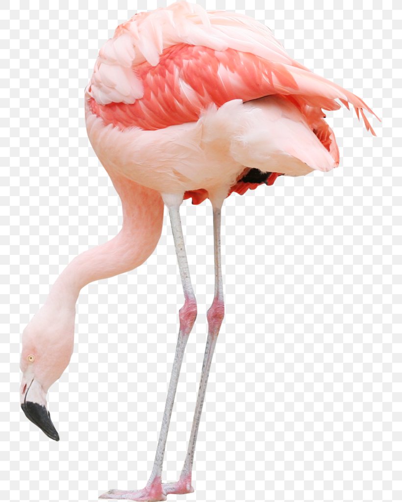 Bird Plastic Flamingo White Stork Pelican, PNG, 741x1024px, Bird, Ardea, Beak, Ciconia, Crane Download Free