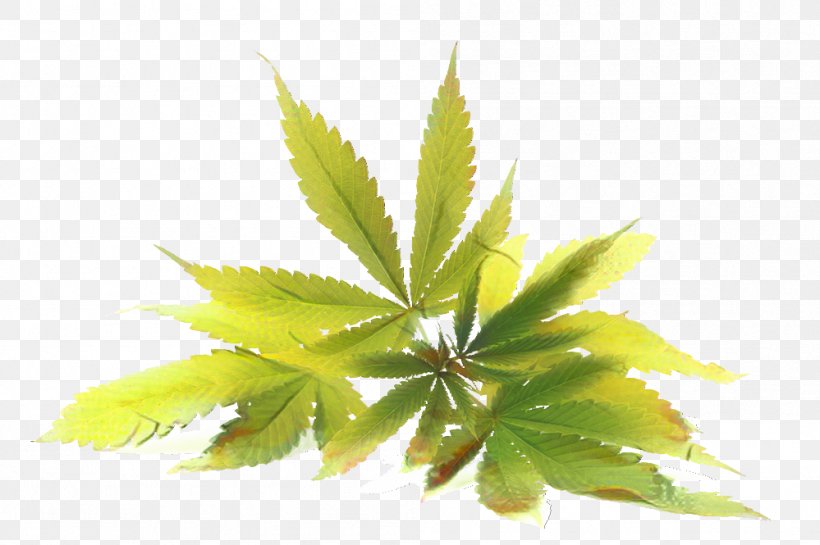 Cannabis Leaf Background, PNG, 999x665px, Cannabidiol, Cannabinoid, Cannabis, Cannabis Sativa, Cinquefoil Download Free