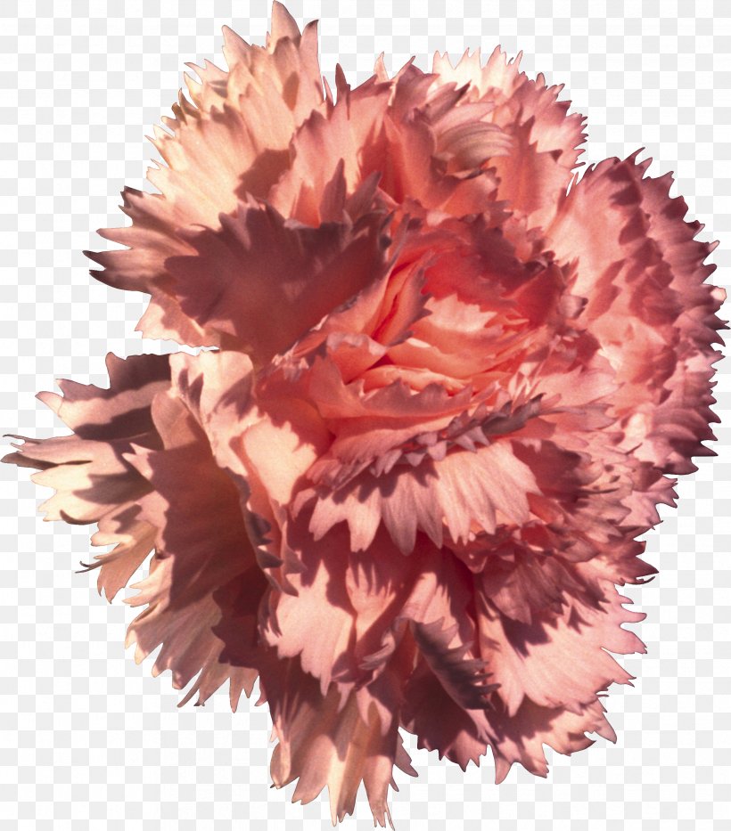 Carnation Flower Dianthus Chinensis Pink Nature, PNG, 2439x2776px, Carnation, Color, Dianthus Chinensis, Flower, Flowering Plant Download Free