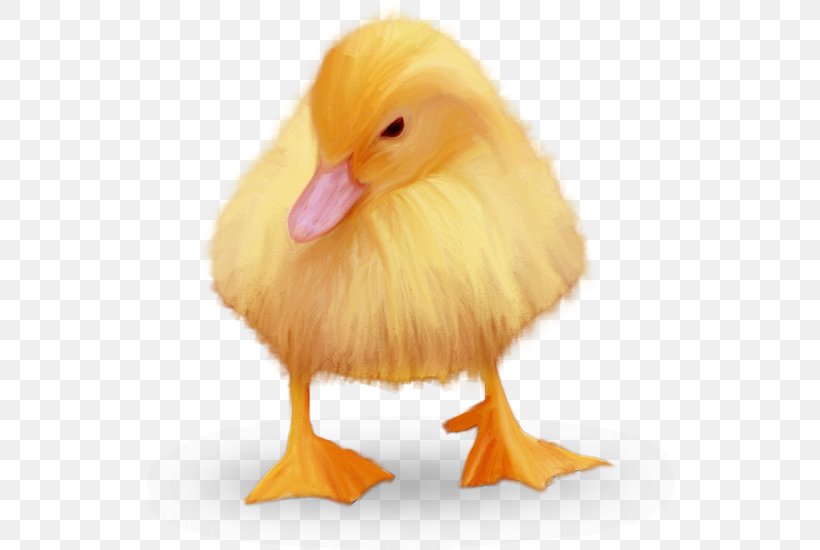 Duck Chicken Domestic Goose Zwierzęta Hodowlane, PNG, 530x550px, Duck, Animal, Beak, Bird, Cat Download Free