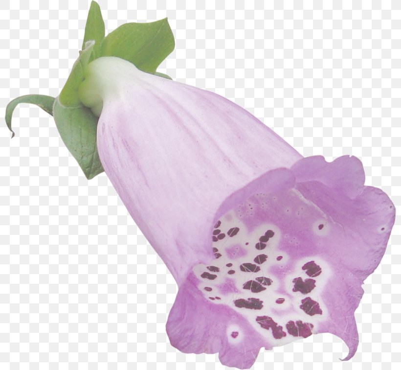 Flowering Plant, PNG, 800x756px, Flowering Plant, Flower, Lavender, Lilac, Petal Download Free