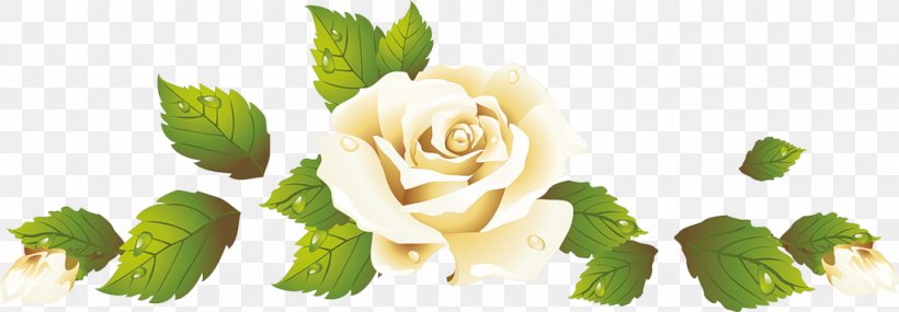 Garden Roses 神戸国際会館こくさいホール Flower, PNG, 1024x356px, Garden Roses, Animaatio, Blog, Bud, Cut Flowers Download Free