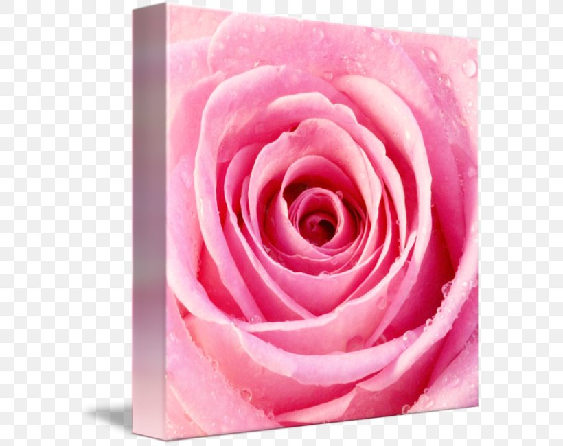 Rose Drop Green Lime Flower, PNG, 589x650px, Rose, Blue, Blue Rose, Close Up, Color Download Free