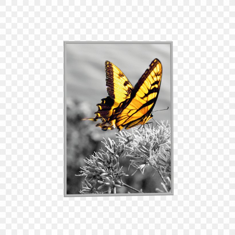 The Problem Was Me Waking Up Just In Time A Formula For Proper Living: Practical Lessons From Life And Torah Monarch Butterfly Addictive Thinking: Understanding Self-Deception, PNG, 1250x1250px, Monarch Butterfly, Arthropod, Best Of You, Book, Brush Footed Butterfly Download Free